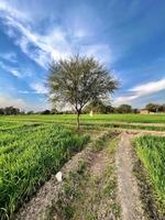 bellissimo rurale paesaggio con bellissimo pendenza sera cielo a tramonto. verde campo e villaggio foto