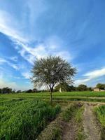 bellissimo rurale paesaggio con bellissimo pendenza sera cielo a tramonto. verde campo e villaggio foto