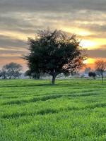 bellissimo rurale paesaggio con bellissimo pendenza sera cielo a tramonto. verde campo e villaggio foto