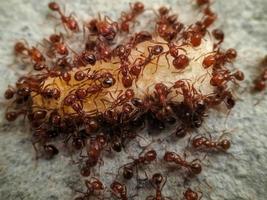 macro tiro di un' colonia di fuoco formiche mangiare caduto e sporco cibo foto