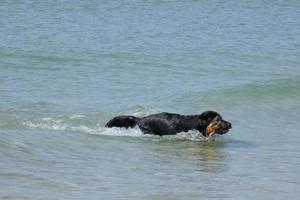 dai capelli neri cane giocando nel il mare acqua nel estate foto