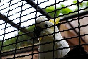 un Eleonora pappagallo arroccato nel suo gabbia mentre pulizia suo piume. foto