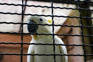 un Eleonora pappagallo arroccato nel suo gabbia mentre pulizia suo piume. foto