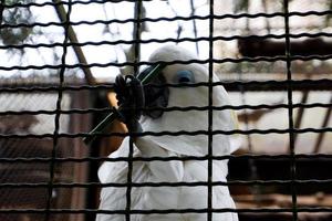 selettivo messa a fuoco di Eleonora pappagalli mangiare corda fagioli nel loro gabbie. foto
