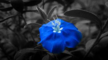 piccolo blu selvaggio fiore con nero e bianca sfondo foto