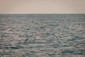 spruzzi delfino pinna a tramonto o a Alba, delfini nel il indiano oceano foto