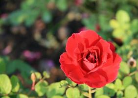 rosa rossa in giardino foto
