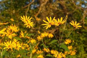 Gerusalemme carciofo. fioritura giallo fiori nel il prato. foto