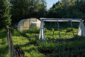 serra nel il cucina giardino. verdura giardino Il prossimo per il foresta nel il sera. foto