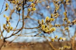 fioritura salice fiori. salice albero rami nel presto primavera. foto