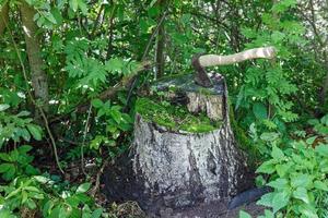 ascia nel il ceppo. un ferro ascia con un' di legno maniglia incollato in un' betulla ceppo. foto