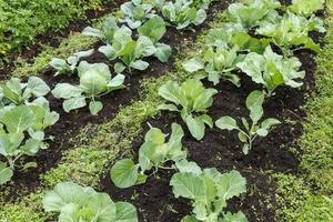 cavoli nel un' verdura giardino. brassica oleracea foto