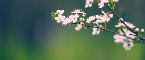 prugna ramo con bianca fiori nel il parco, selettivo messa a fuoco foto