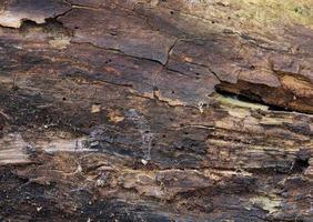 tronco di il albero è mangiato di vermi, il ceppo abbattere per il terra foto