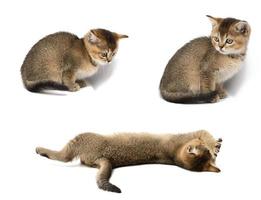 piccolo capelli corti Scozzese dritto gattino si siede su un' bianca sfondo. animale nel diverso pose, impostato foto
