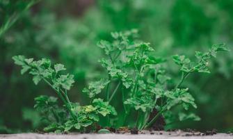 in crescita verde prezzemolo nel il giardino, selettivo messa a fuoco foto