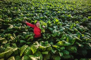 femmina contadino Lavorando agricoltura nel tabacco i campi foto