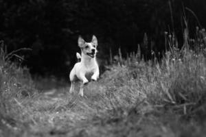 Jack russell nel il aria, salto cane foto