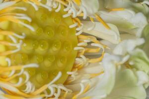 primo piano del fiore di loto foto