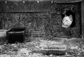 gatti abbandonati per strada foto