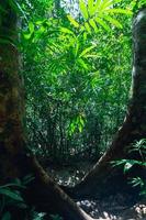vegetazione lussureggiante nella foresta foto