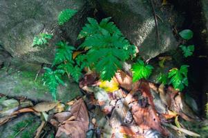 rocce e piante nella foresta foto