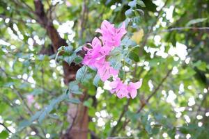 bellissimo fresco fiori come un' sfondo foto