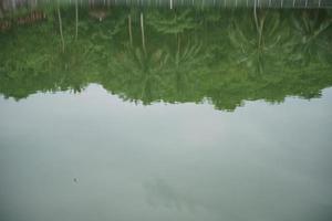 ombre di alberi su un' lago o fiume foto