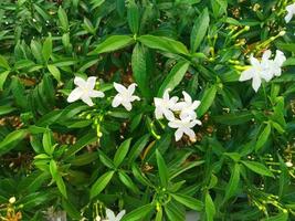 bellissimo fioritura pandacaqui foto