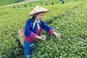 gruppo di anziano asiatico donna nel tradizionale stoffa raccolta fresco tè partire nel il mattina nel sua collina lato tè agricoltura e piantagione attività commerciale concetto foto