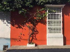 cartagena, colombia, 2020 - albero contro edificio colorato foto