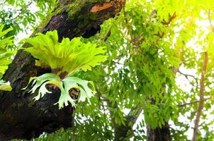 platycerium superbo su grande albero, verde corno di cervo felce specie di felce natura a giardino foto