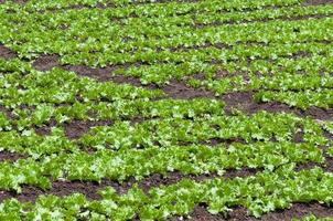 fresco insalata verde biologico azienda agricola giardino crescita giovane insalata il verdura foto