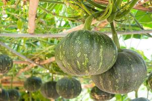 zucca nel il giardino ,autunno raccogliere foto