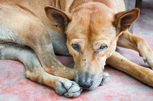 tailandese cane Marrone solitario dire bugie su pavimento foto