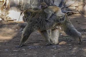 scimmia Barberia macaco, ifrane nazionale parco, Marocco. foto