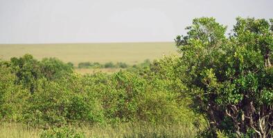 misterioso animale mondo foto