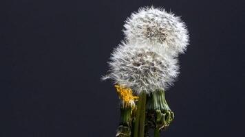 misterioso bellissimo fiore foto