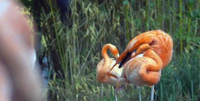 bellissimo mondo di animali foto