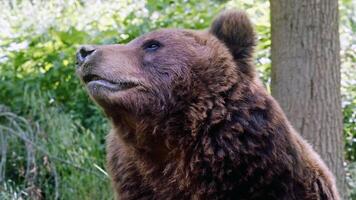 misterioso animale mondo foto