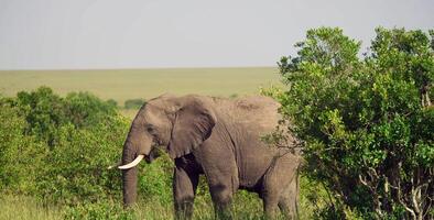 misterioso animale mondo foto