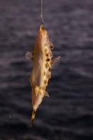 piccolo pesce catturato su il gancio foto