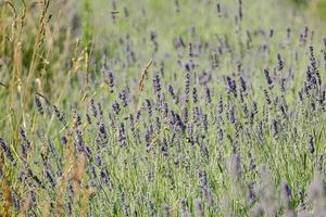 lavanda campo Visualizza foto