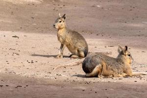 capibara ritratto mentre rilassante foto