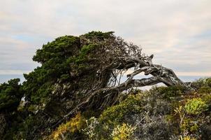 Visualizza di morto albero foto