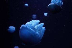 blu grasso gelatina pesce subacqueo foto