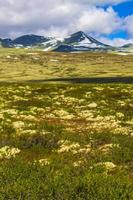 bellissimo montagna e paesaggio natura panorama rondane nazionale parco Norvegia. foto