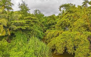 verde bellissimo tropicale fiume d'acqua dolce laguna nel puerto escondido Messico. foto