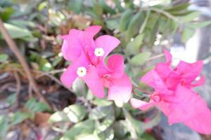 bellissimo fresco fiori come un' sfondo foto