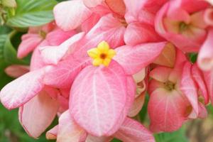 bellissimo fresco fiori come un' sfondo foto